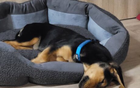 Rocky findet seine Menschen und macht Familie wieder komplett