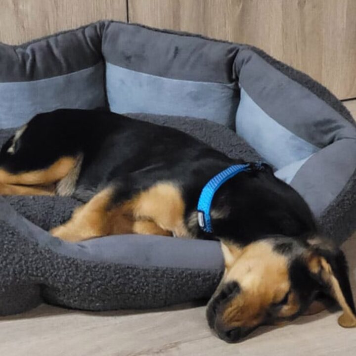 Rocky findet seine Menschen und macht Familie wieder komplett