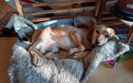 Von der Kette in ein wunderschönes & liebevolles Zuhause <3