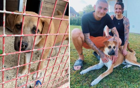 Vom verängstigen & aggressiven Einzelgänger zum liebevollen Familienhund