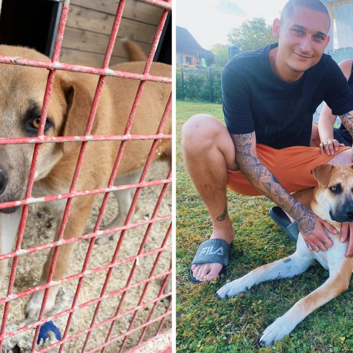 Vom verängstigen & aggressiven Einzelgänger zum liebevollen Familienhund